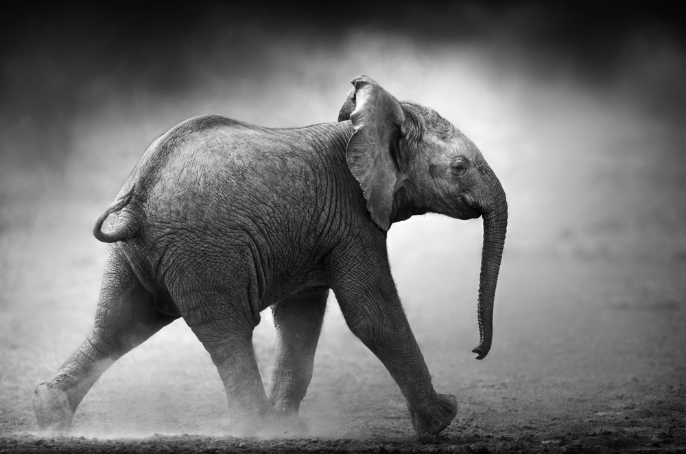 elephant